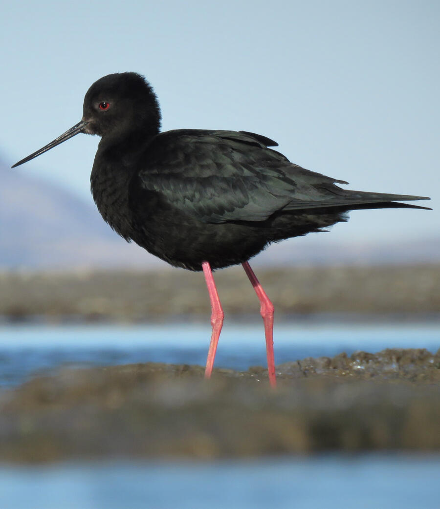 Photo of a courageous Kakī taken by Liz Brown