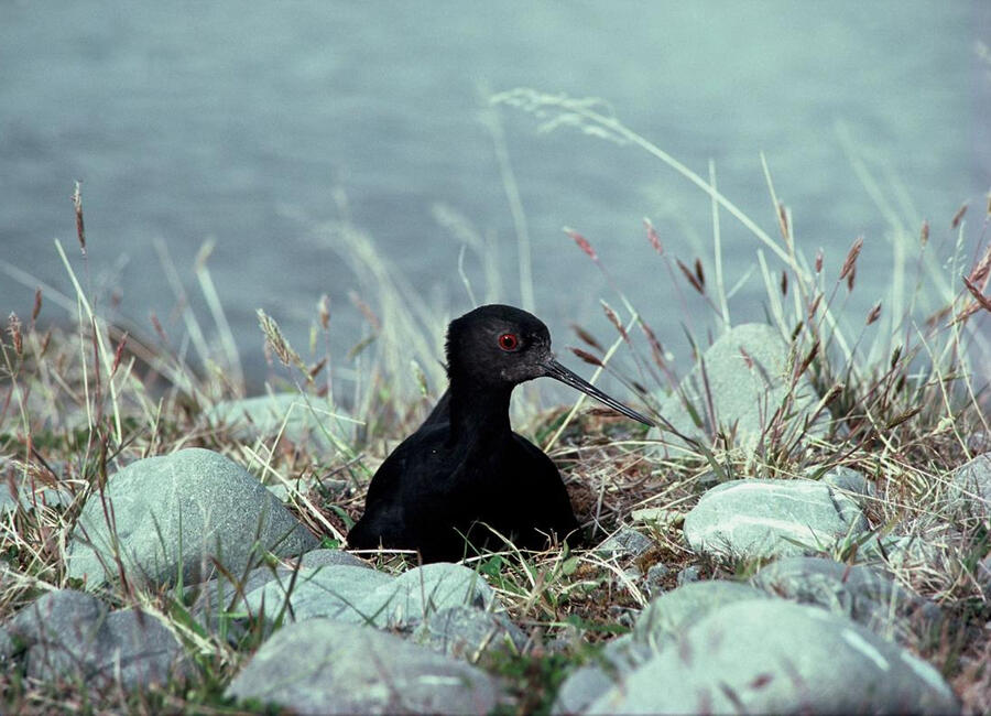 Photo courageous Kakī taking a dip taken by Liz Brown