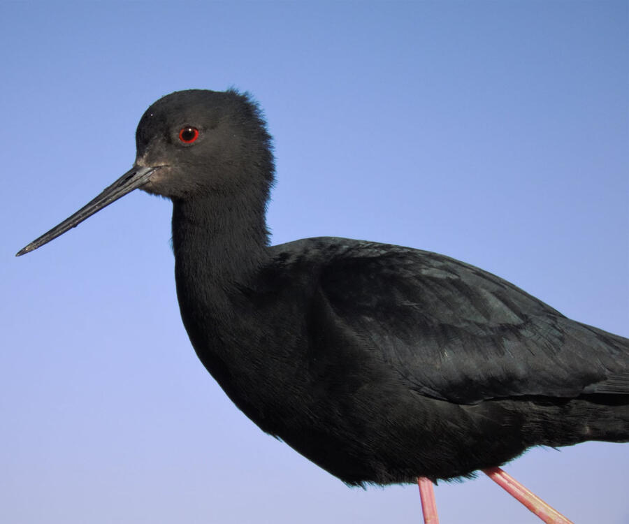 A photo of a gorgeous Kakī taken by Liz Brown